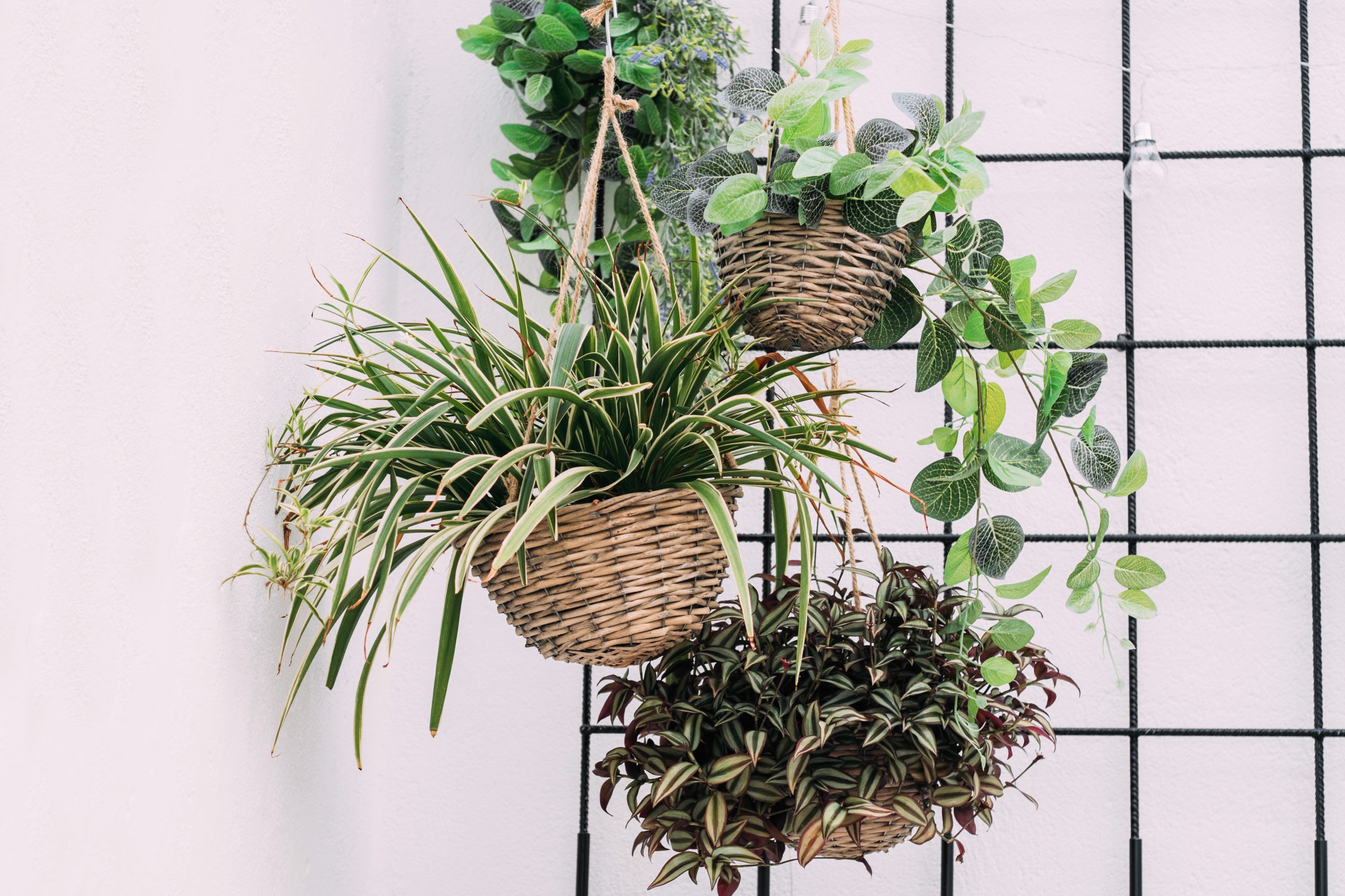 Arrangement,Of,Hanging,Wicker,Flowerpots,With,Green,House,Plants,Against