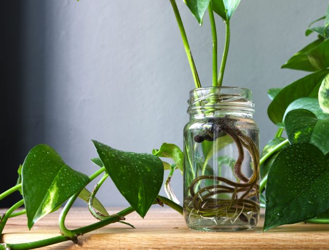 Pothos,Epipremnum,Aureum,Cuttings,Propagation,In,A,Jar,Against,Background