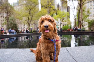 Miniature,Golden,Doodle,Sitting,Near,Park,Fountain,Looking,At,Camera