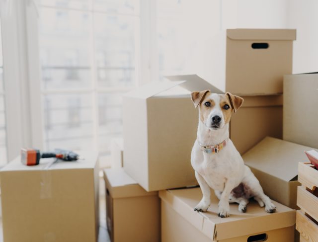 Horizontal,Shot,Of,Domestic,Animal,Sits,On,Stack,Of,Carton