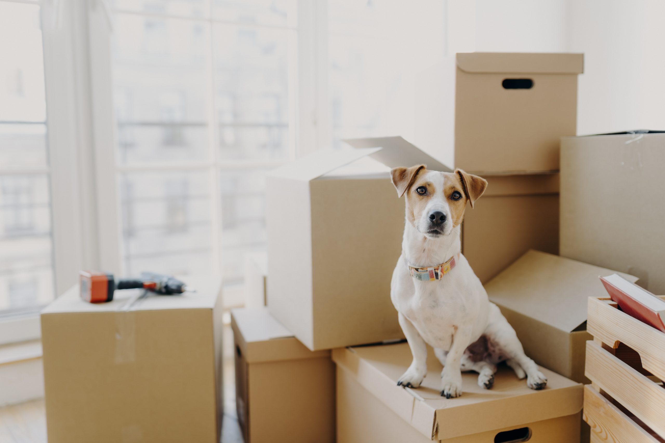 Horizontal,Shot,Of,Domestic,Animal,Sits,On,Stack,Of,Carton