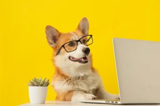Cute,Corgi,Dog,Looking,At,Laptop,In,Glasses,On,Yellow