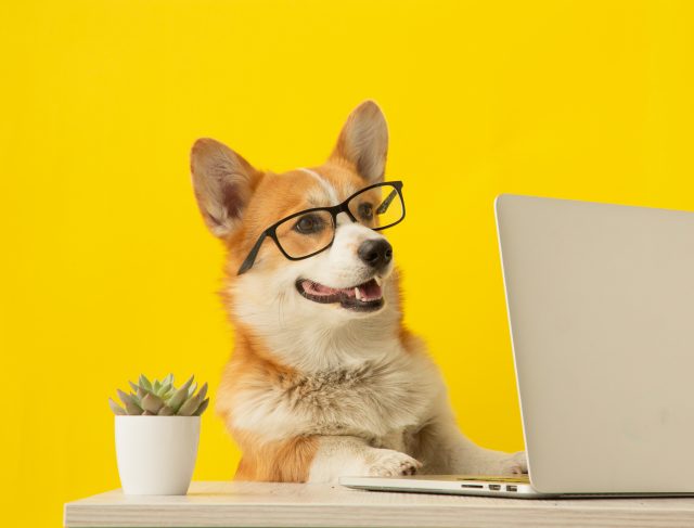 Cute,Corgi,Dog,Looking,At,Laptop,In,Glasses,On,Yellow