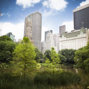 Skyscrapers,Rising,Above,The,Trees,From,Central,Park,,Great,Contrast